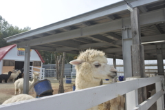 四季彩の丘～物思いに耽るアルパカ