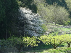 桃源郷をご一緒に　新緑と桜
