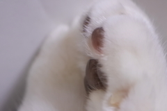 この手を借りたい