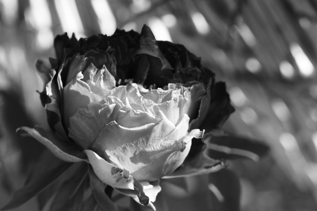 モノクロぼたん　2色？