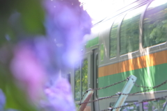 紫陽花列車