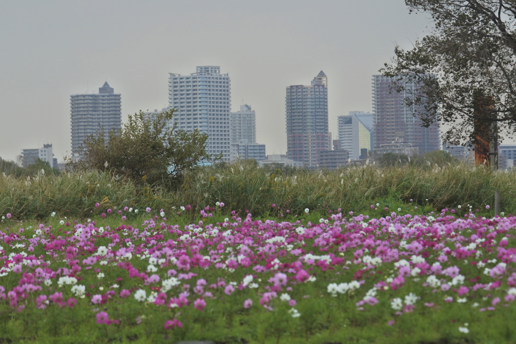 コスモス畑の向こうには