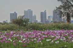 コスモス畑の向こうには