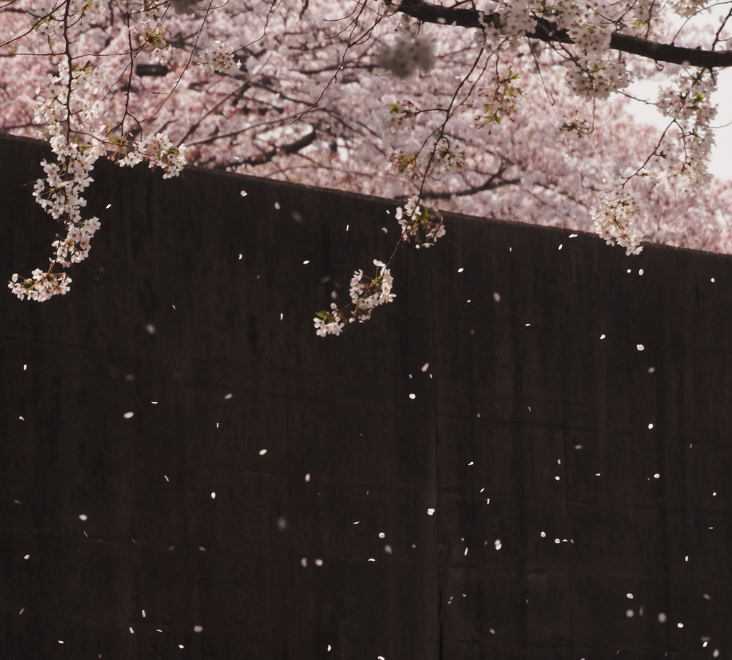 桜降る