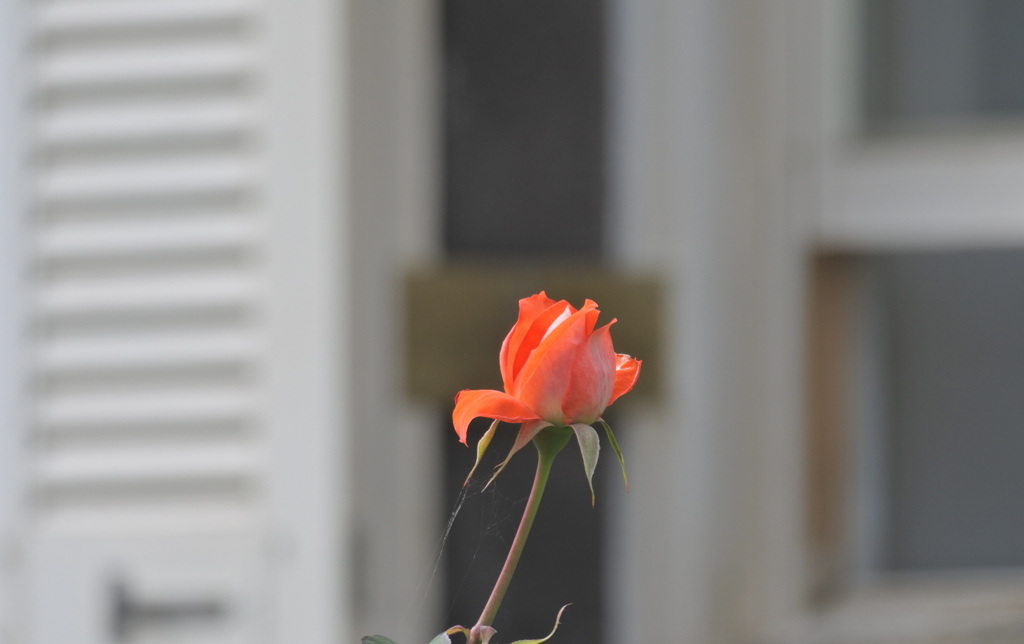 アナタノソバデ、ハナヒラクトキヲマツ