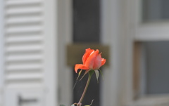 アナタノソバデ、ハナヒラクトキヲマツ