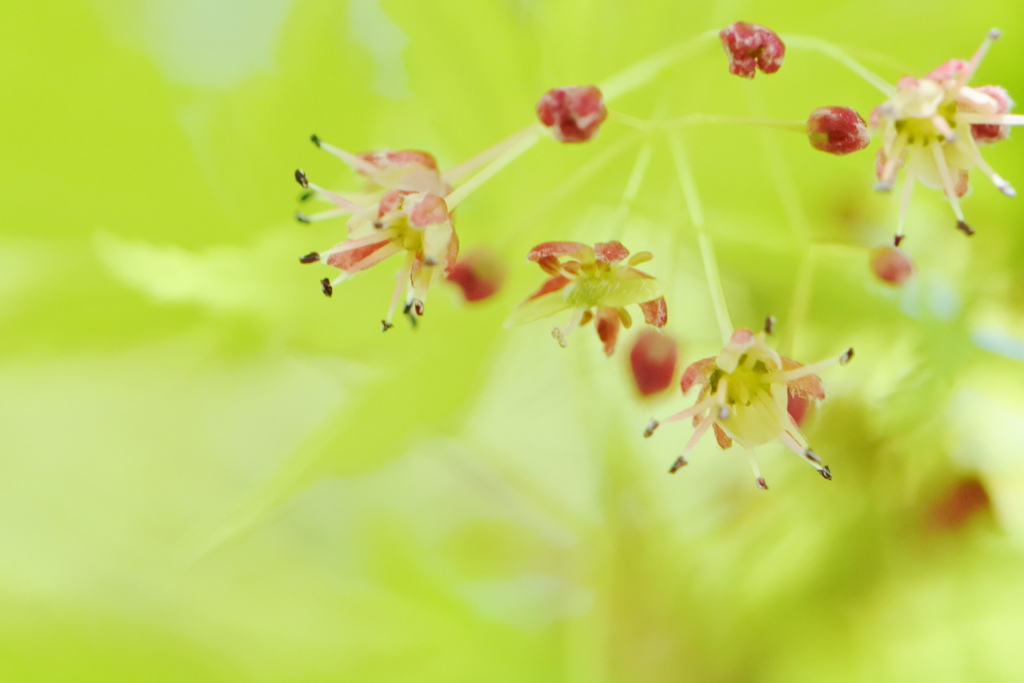 花咲く椛