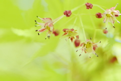 花咲く椛