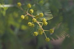 小さな春見～つけた！　ミモザ