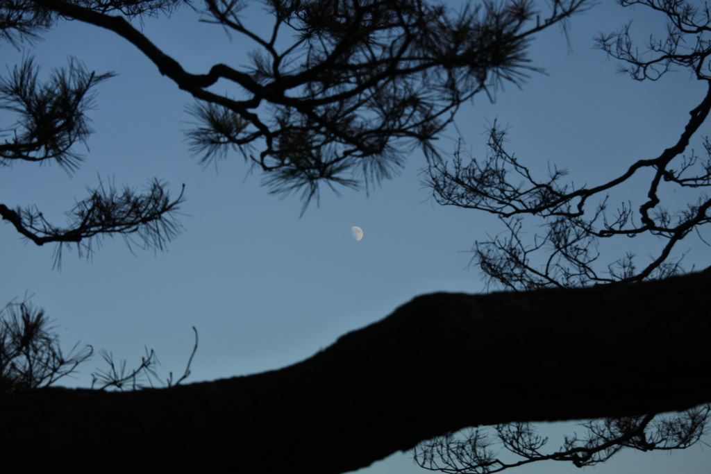 六義園ライトアップ～松と月