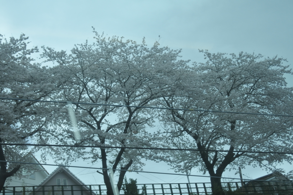 今年も出迎えてくれた。