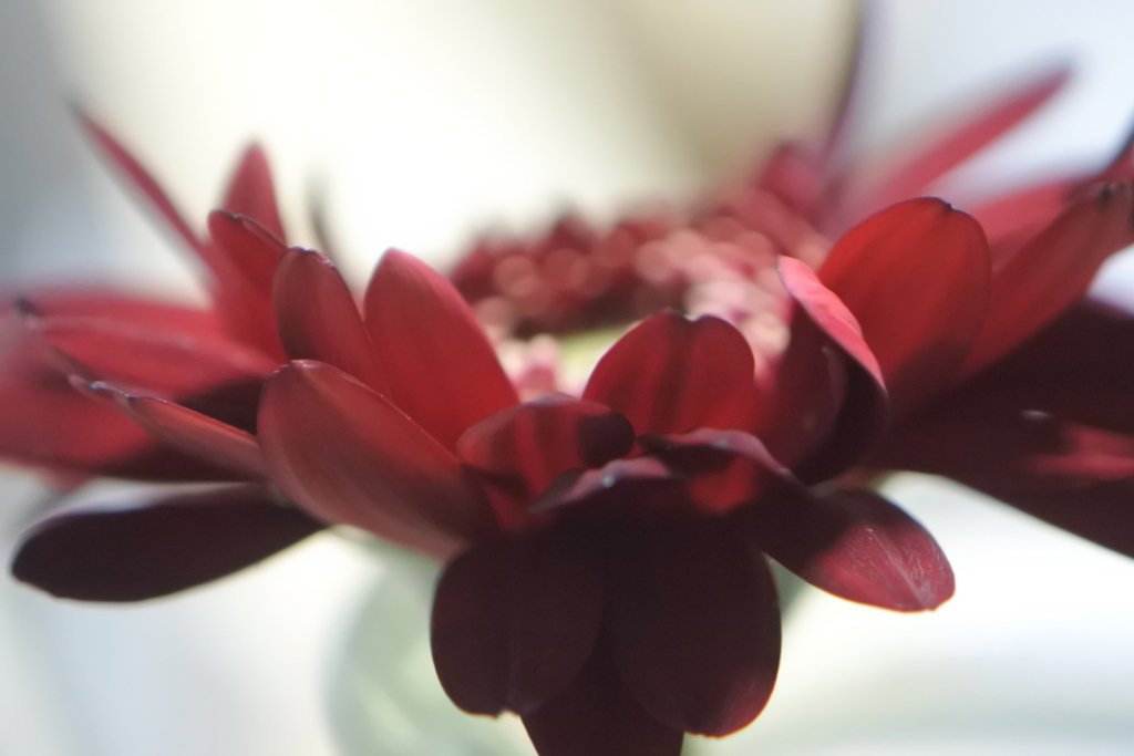 光の集まるところ