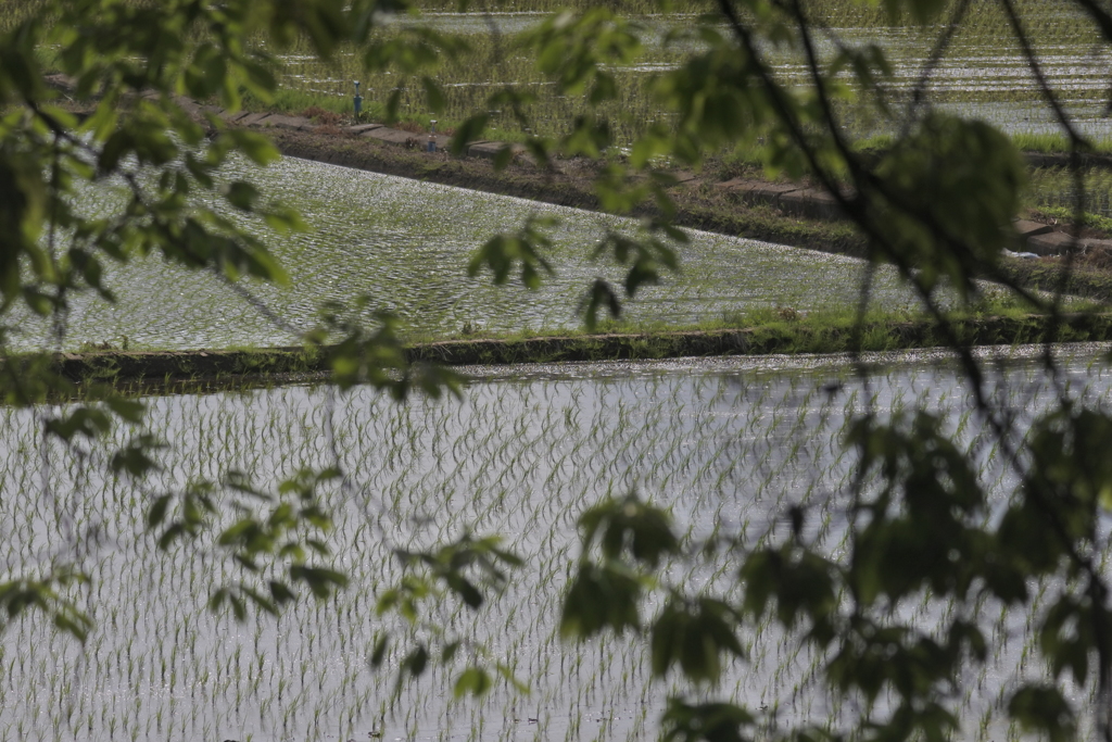 田園