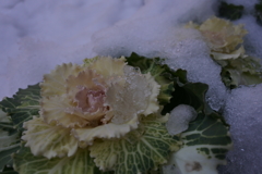 雪に埋もれた葉ぼたん