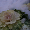 雪に埋もれた葉ぼたん