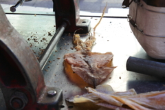 このするめが・・・