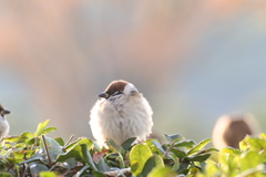 ふわもこ