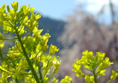 菜の花の向こう
