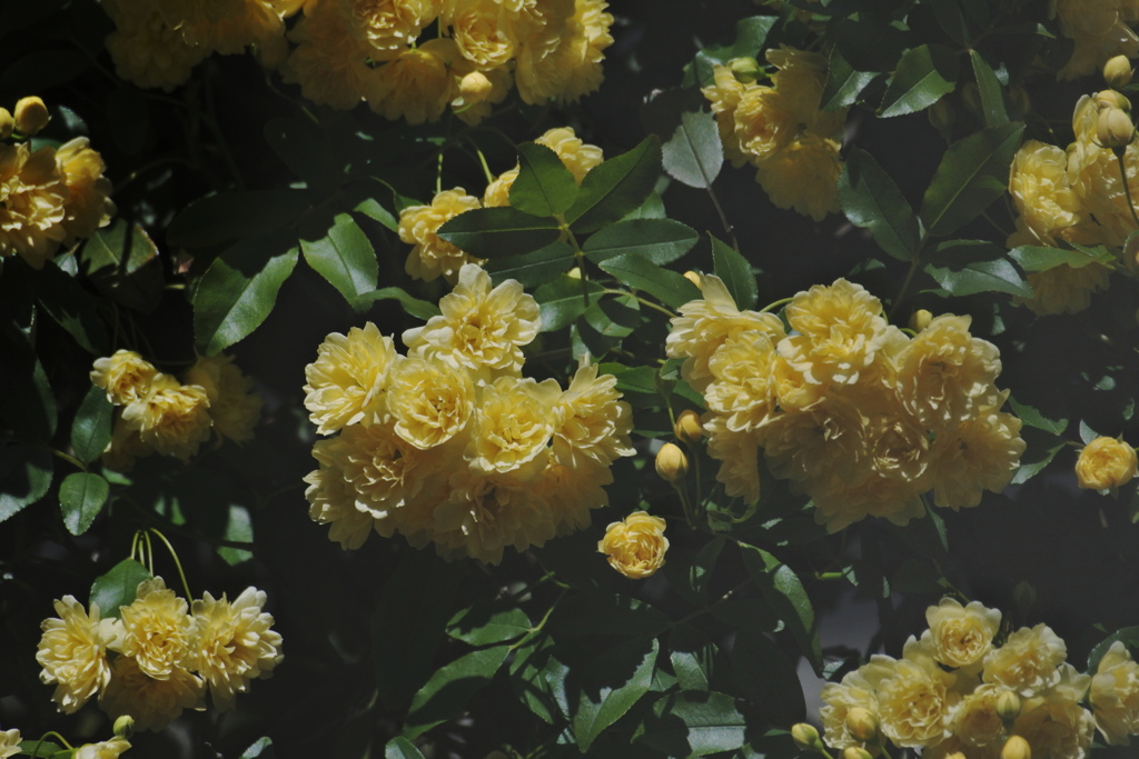 お屋敷のモッコウバラ