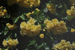 お屋敷のモッコウバラ