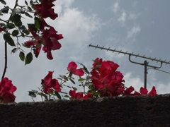 塀から覗く薔薇たち