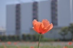 ケシの花がいっぱい