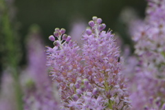 ルツボ訂正ツルボ