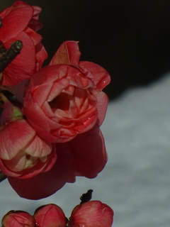 木瓜の花　