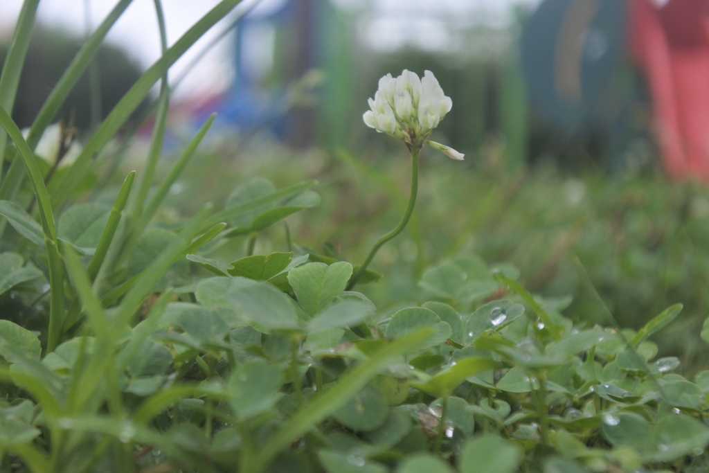 雨上がり　公園