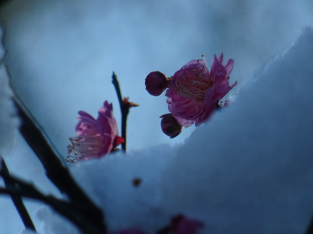 雪に埋もれて