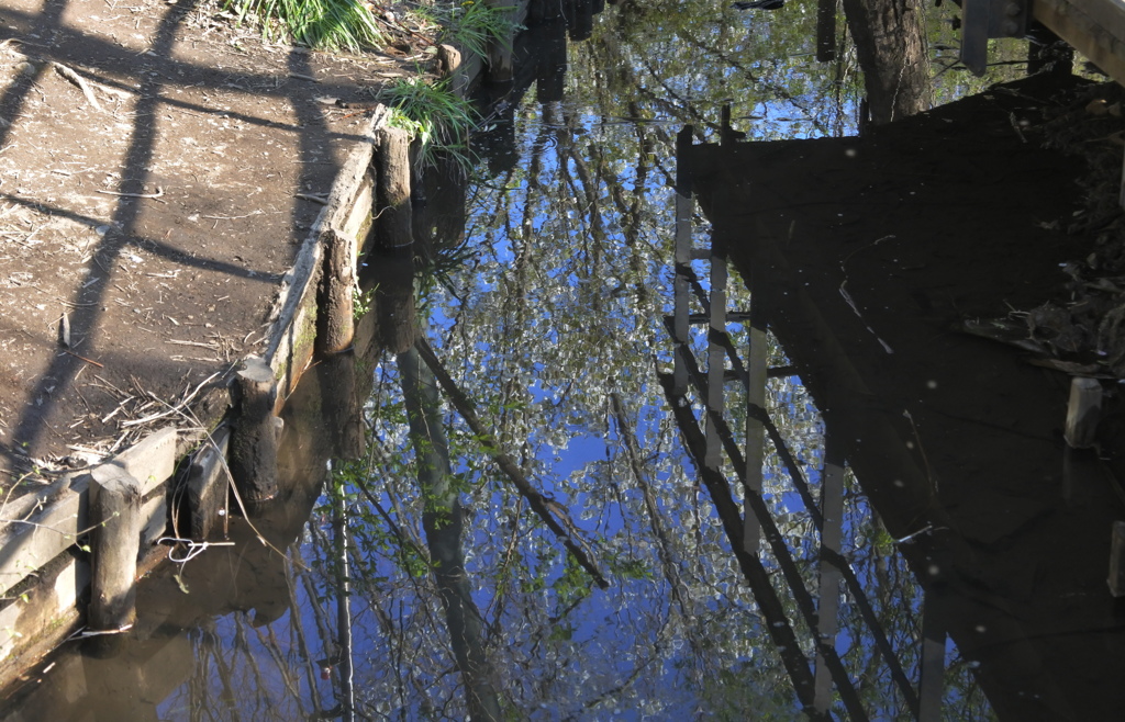 小川の映り込み