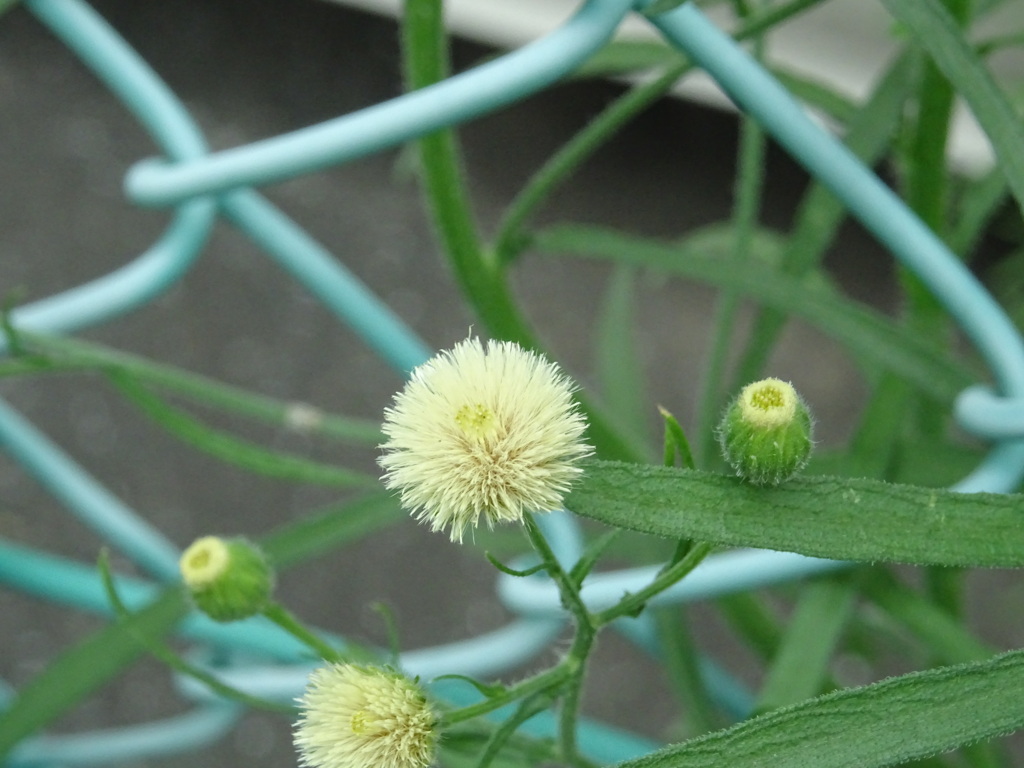 名も知らぬ花