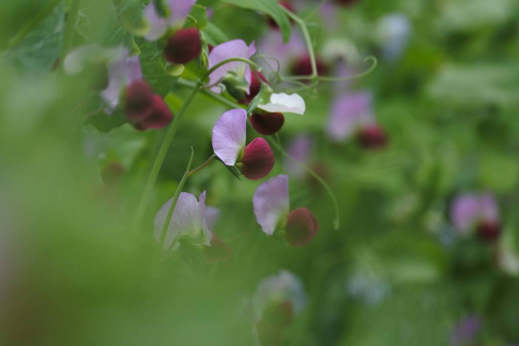 豆の花１