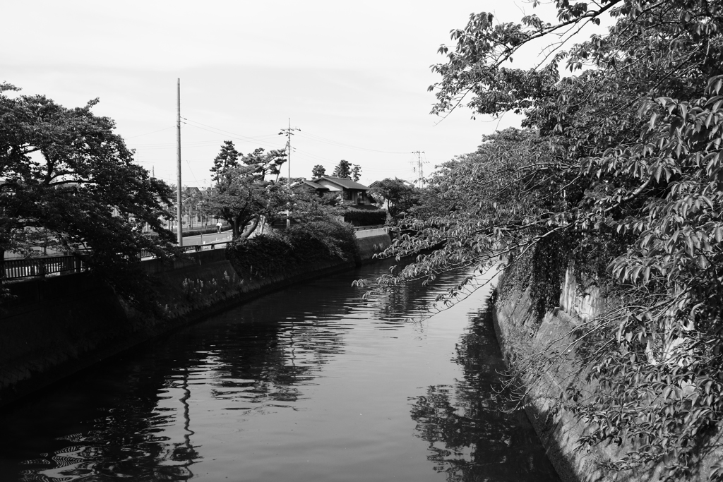 真間川沿いの桜並木