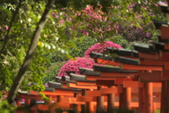 乙女稲荷神社の鳥居