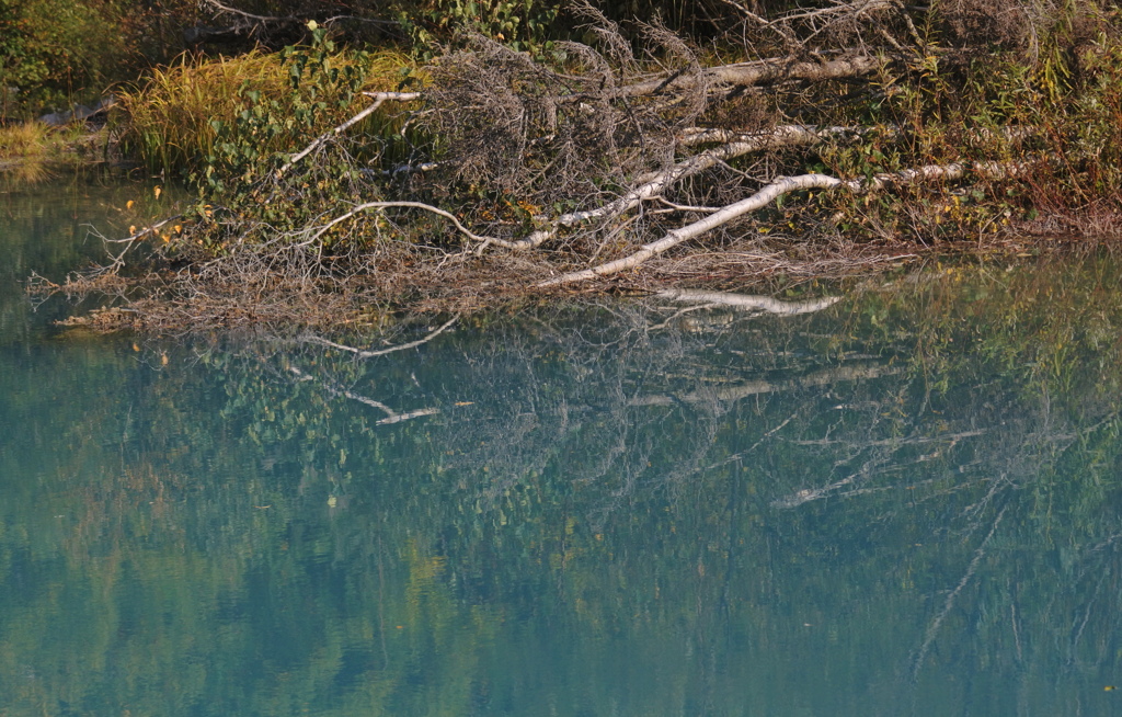 白樺の倒木 by 山菜シスターズ （ID：9037513） - 写真共有サイト:PHOTOHITO