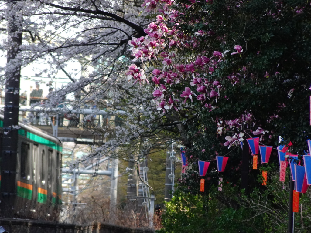 飛鳥山の木蓮