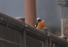 かしげるジョウビタキ