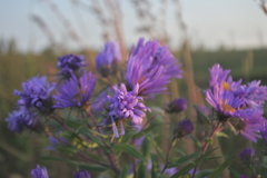 夕陽に咲く花