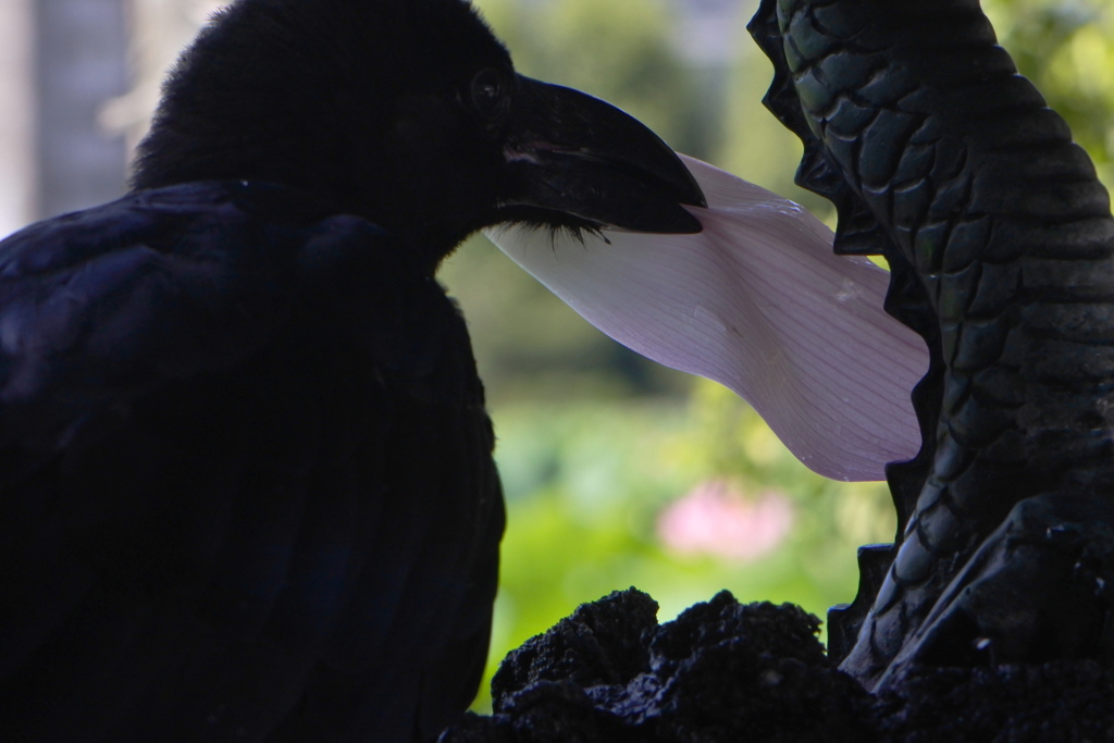 カラスが・・・