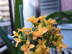 金の成木じゃなかったのね。