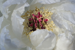 冬ぼたん　御国の旗