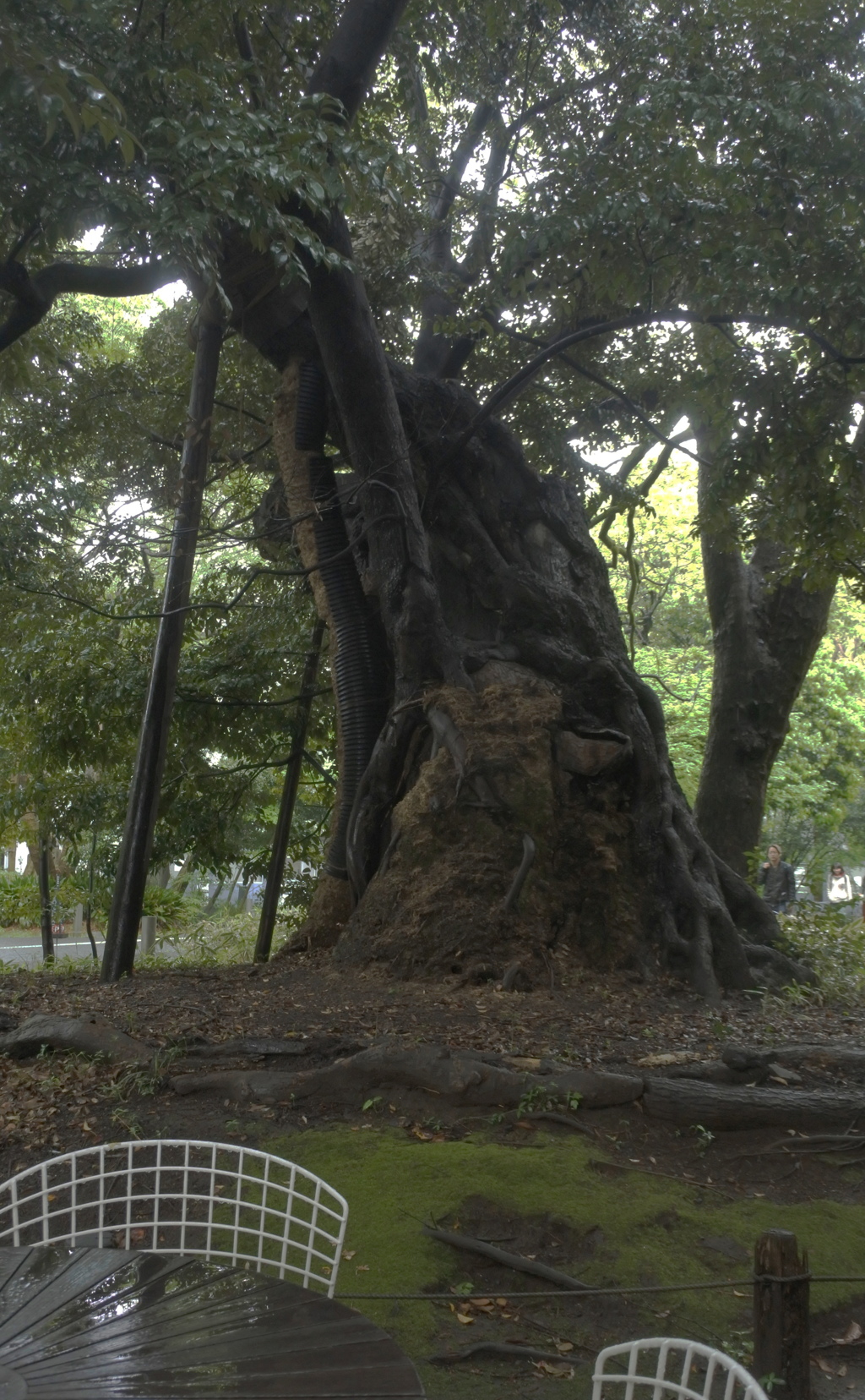 大きな木の下