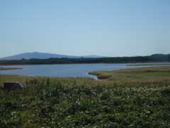 湿原現る
