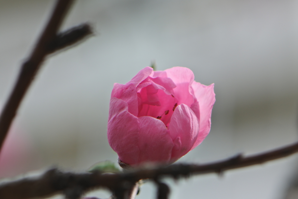 花桃開花