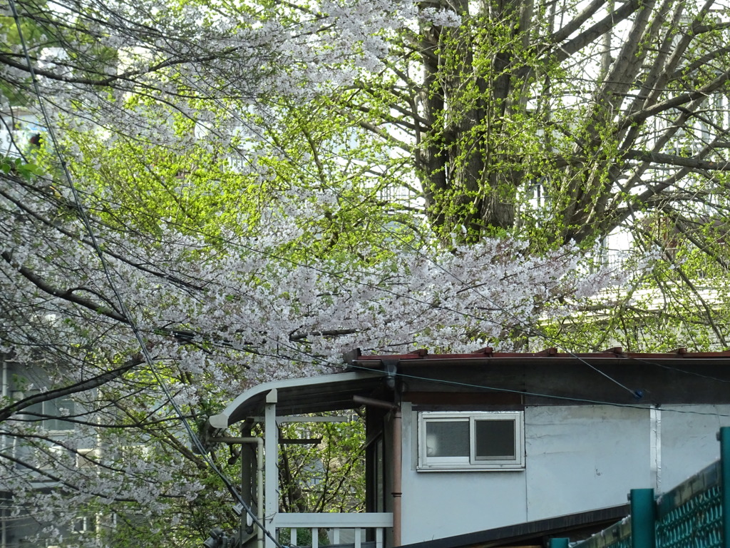 桜と銀杏