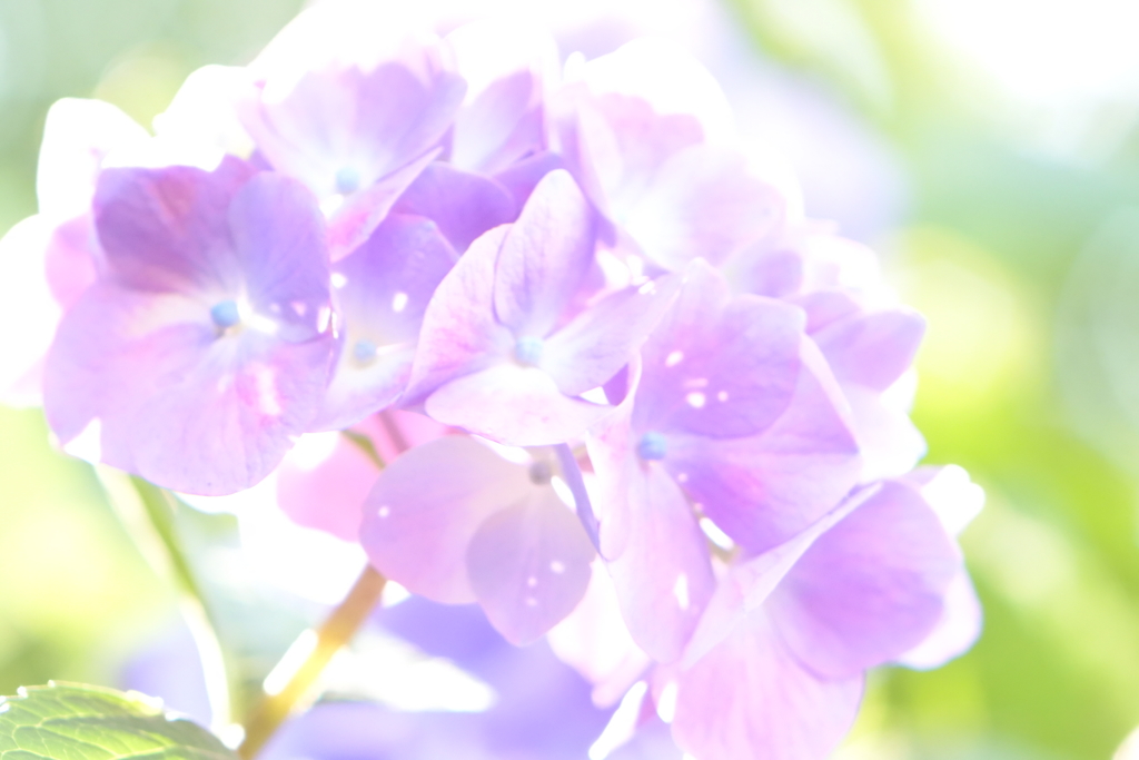 夢心地　幸運の知らせ