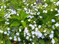 飛鳥山の紫陽花