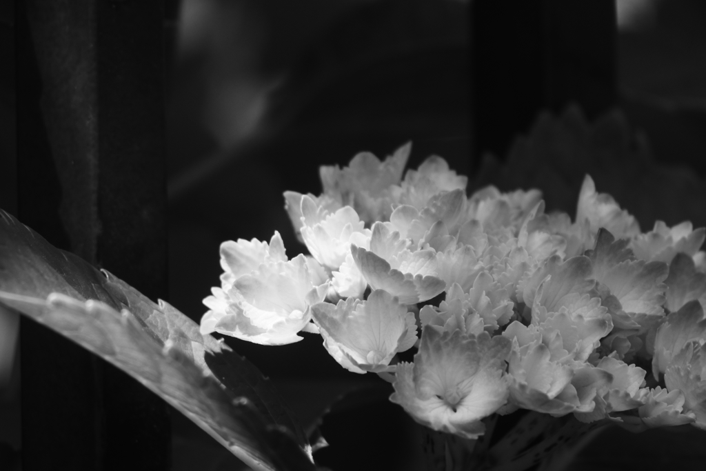 紫陽花　モノクロ