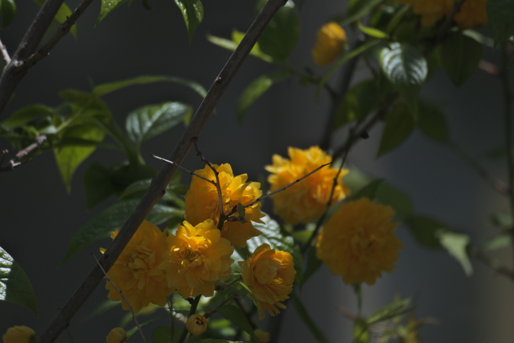 ひっそり片隅で